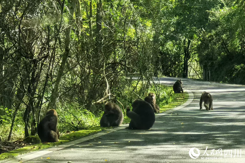 警察”见证青山之变开元棋牌网站“熊猫